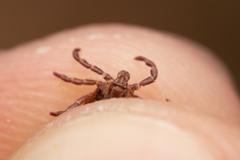 Dermacentor marginatus