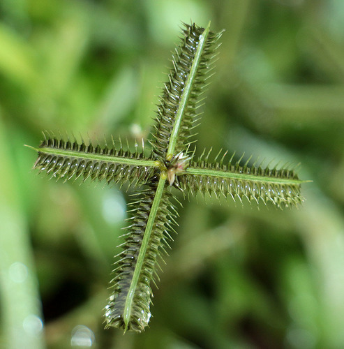 Dactyloctenium aegyptium iNat (2)