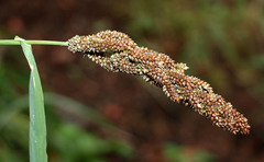 Echinochloa esculenta