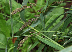 Echinochloa esculenta