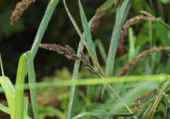 Echinochloa esculenta