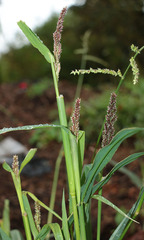 Echinochloa esculenta