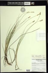 Carex heleonastes