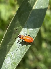 Oncopeltus fasciatus