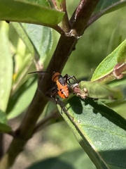 Oncopeltus fasciatus