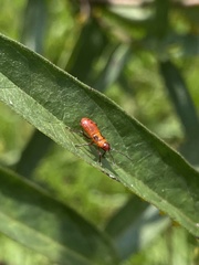 Oncopeltus fasciatus