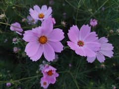 Cosmos bipinnatus