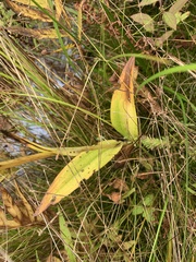 Platanthera psycodes