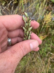 Platanthera psycodes