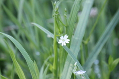 Stellaria palustris