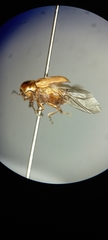 Cryptocephalinae