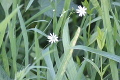 Stellaria palustris