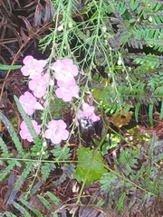 Bombus impatiens image