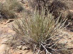 Euphorbia dregeana