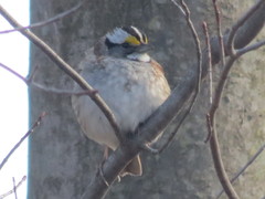 Zonotrichia albicollis