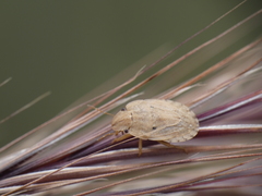 Sciocoris sulcatus