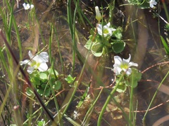 Oxalis natans