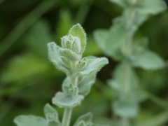 Hypericum tomentosum