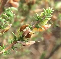 Aspalathus rectistyla