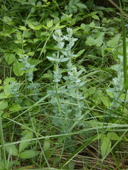 Hypericum tomentosum