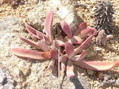 Crassula subacaulis subacaulis