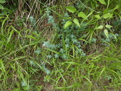 Hypericum tomentosum