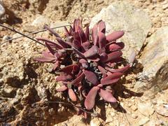 Crassula subacaulis subacaulis