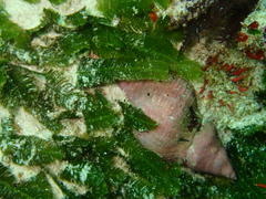 Lugubrilaria lugubris