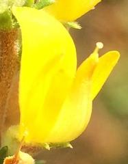 Aspalathus rectistyla