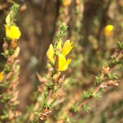 Aspalathus rectistyla