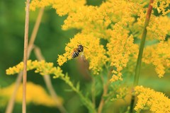 Triepeolus pectoralis