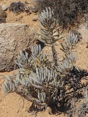Senecio sarcoides