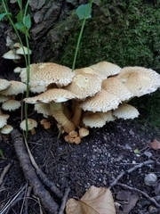 Pholiota