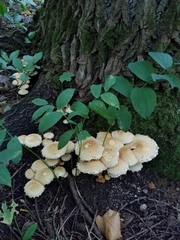 Pholiota