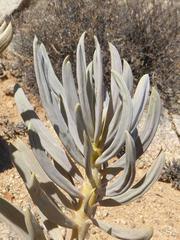 Senecio sarcoides
