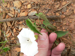 Calystegia catesbeiana