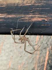 Steatoda grossa