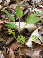 Smilax hugeri