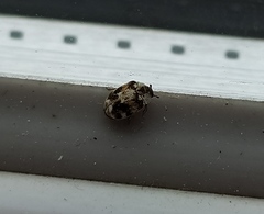 Anthrenus picturatus