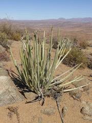 Euphorbia dregeana