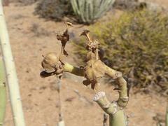 Euphorbia dregeana