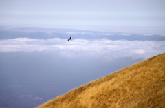 Buteo jamaicensis