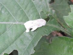 Naroma varipes