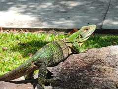 Ctenosaura similis