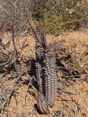 Richtersveldia columnaris