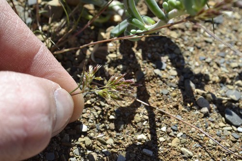 Tribolium tenellum