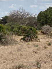 Tragelaphus imberbis