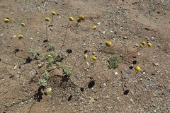 Foveolina dichotoma
