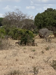 Tragelaphus imberbis