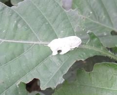 Naroma varipes